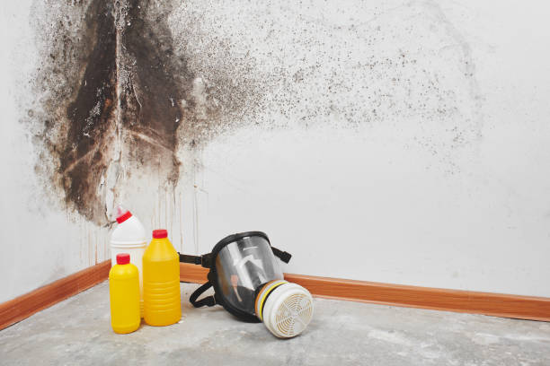 Best Fast Mold Removal  in Camp Wood, TX