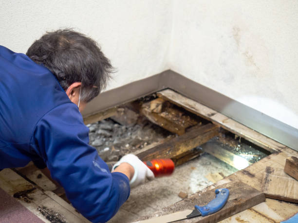 Best Black Mold Removal  in Camp Wood, TX