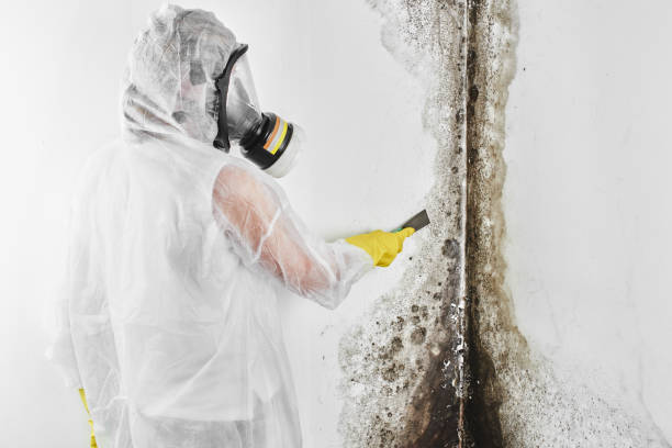 Best Same-Day Mold Removal  in Camp Wood, TX