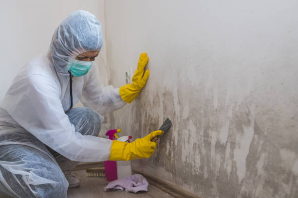 Best Mold Cleaning Services  in Camp Wood, TX
