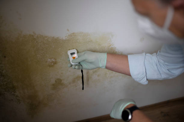 Best Affordable Mold Removal  in Camp Wood, TX