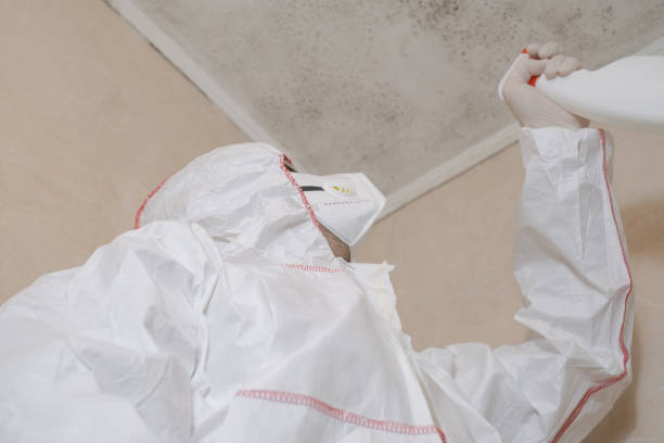 Best Mold Damage Repair  in Camp Wood, TX