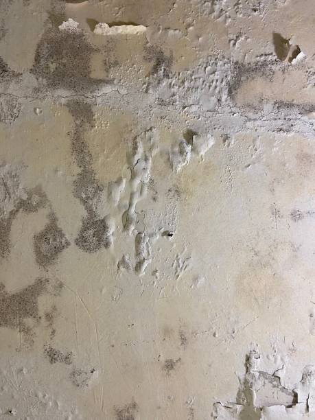Best Same-Day Mold Removal  in Camp Wood, TX