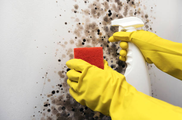 Best Same-Day Mold Removal  in Camp Wood, TX