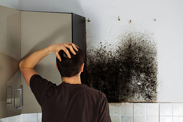 Reliable Camp Wood, TX Mold Removal Solutions