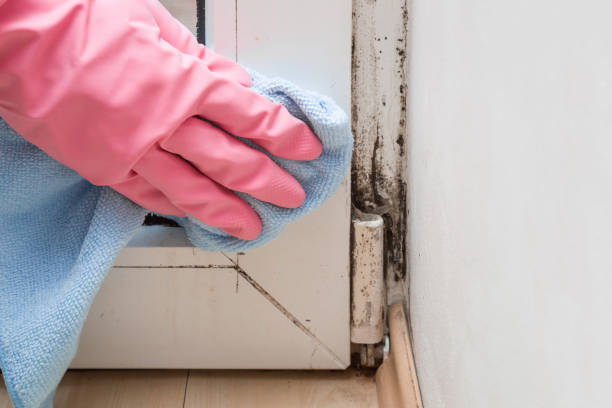 Best Commercial Mold Removal  in Camp Wood, TX