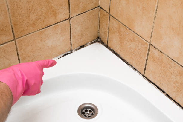 Camp Wood, TX Mold Removal Company